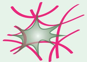 Illustration of blood platelets, shown in green, spread within pink strands of the protein fibrin.
